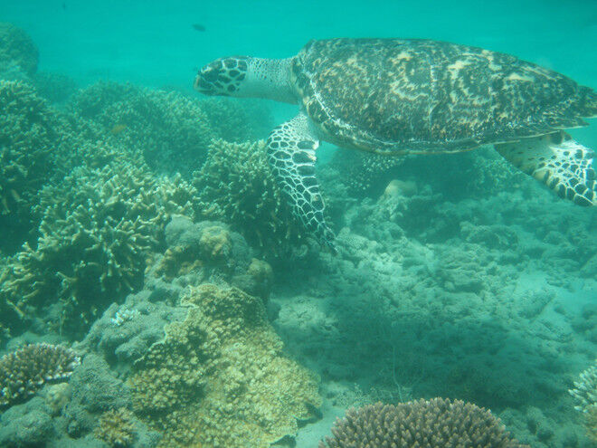 Encounter gentle giants in Southeast Asia’s waters